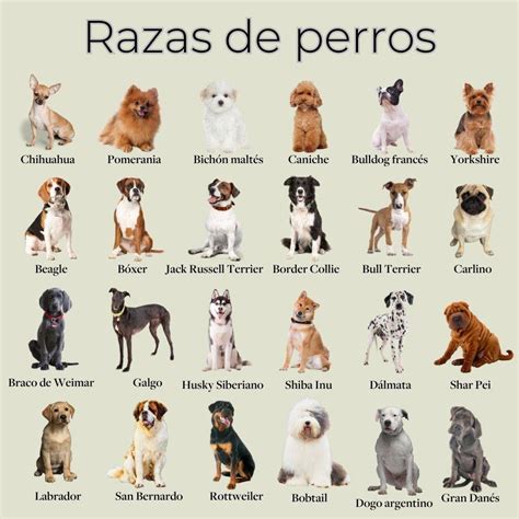 en.perdos|Todas las RAZAS de PERROS .